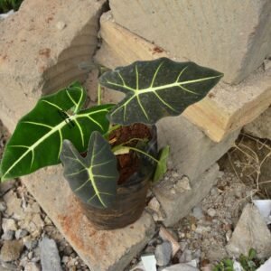 Alocasia Micholitziana 'Frydek'