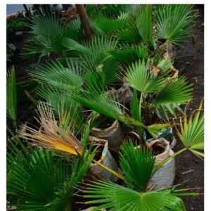 Mexican Fan Palm