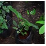 Aganonerion Seedling