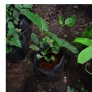 Aganonerion Seedling - Image 2