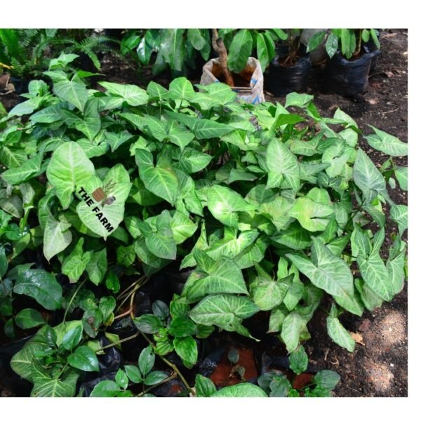 Arrowhead Plant Seedling