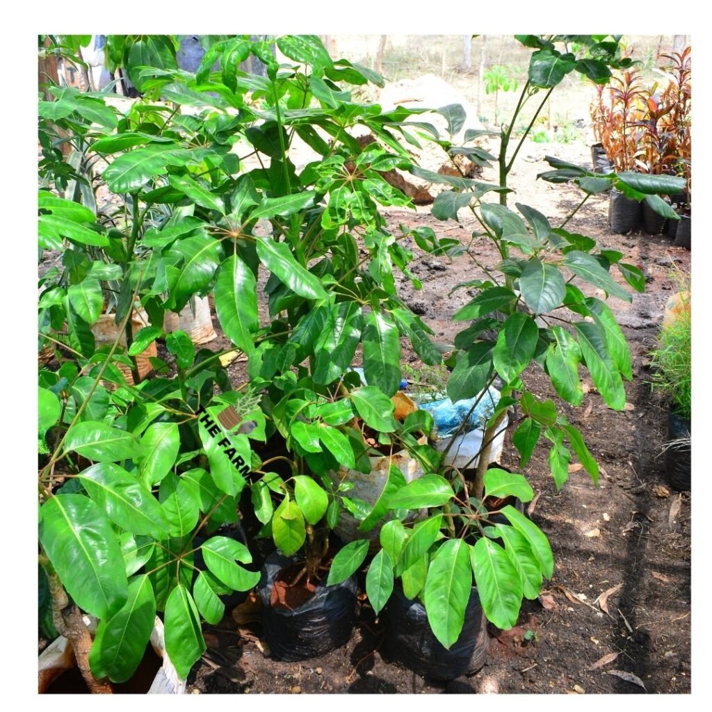 Australia Umbrella Tree seedling