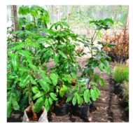 Australia Umbrella Tree Seedlings - Image 2