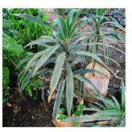 Song of India Seedlings - Image 4