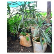 Song of India Seedlings - Image 3