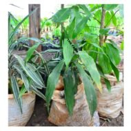 Song of India Seedlings - Image 2