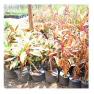 Cordyline Fruticosa Seedling - Image 3