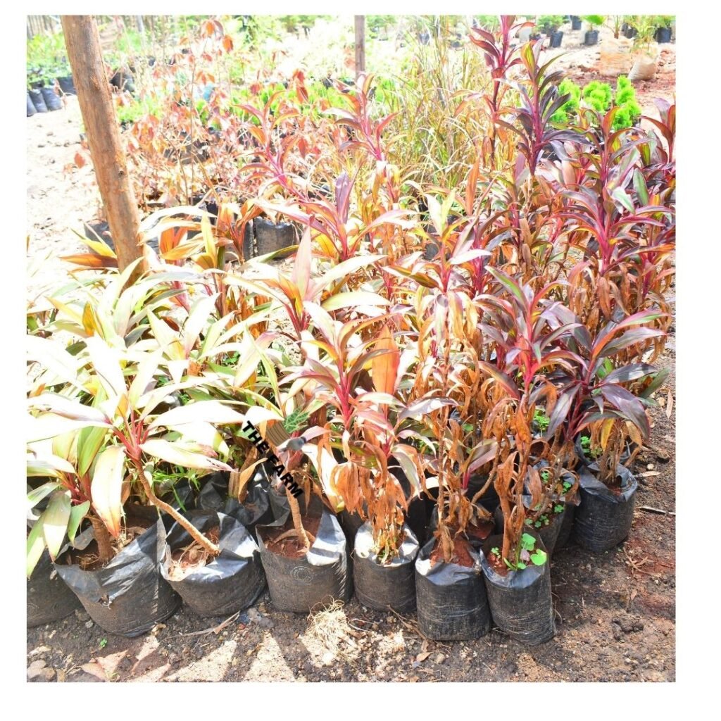 Cordyline Fruticosa seedling