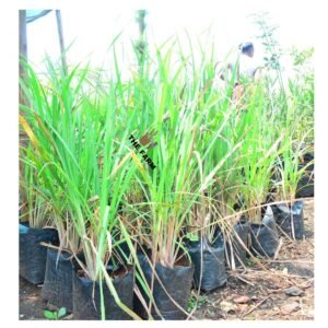 Lemongrass plant seedling