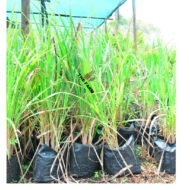 Lemongrass Plant Seedling - Image 2