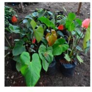 Painter's-Palette Seedling - Image 2