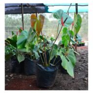 Painter's-Palette Seedling - Image 4