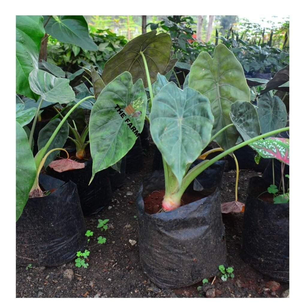 Alocasia Wentii Seedling