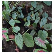 Alocasia Wentii Seedling - Image 3