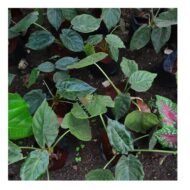 Alocasia Wentii Seedling