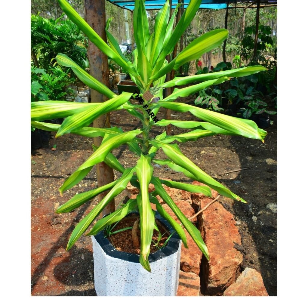 Dracaena Fragrans in a Concrete Pot