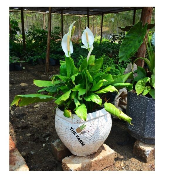 Peace Lily in a concrete pot