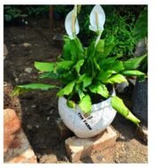 Peace Lily in a concrete pot