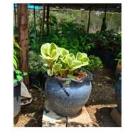Peperomia Variegated Plant Seedling in a Concrete Pot - Image 2