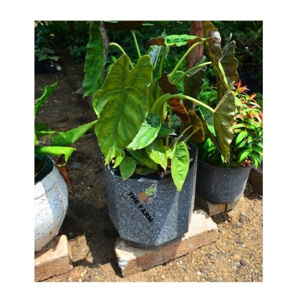 Alocasia Wentii in a concrete pot