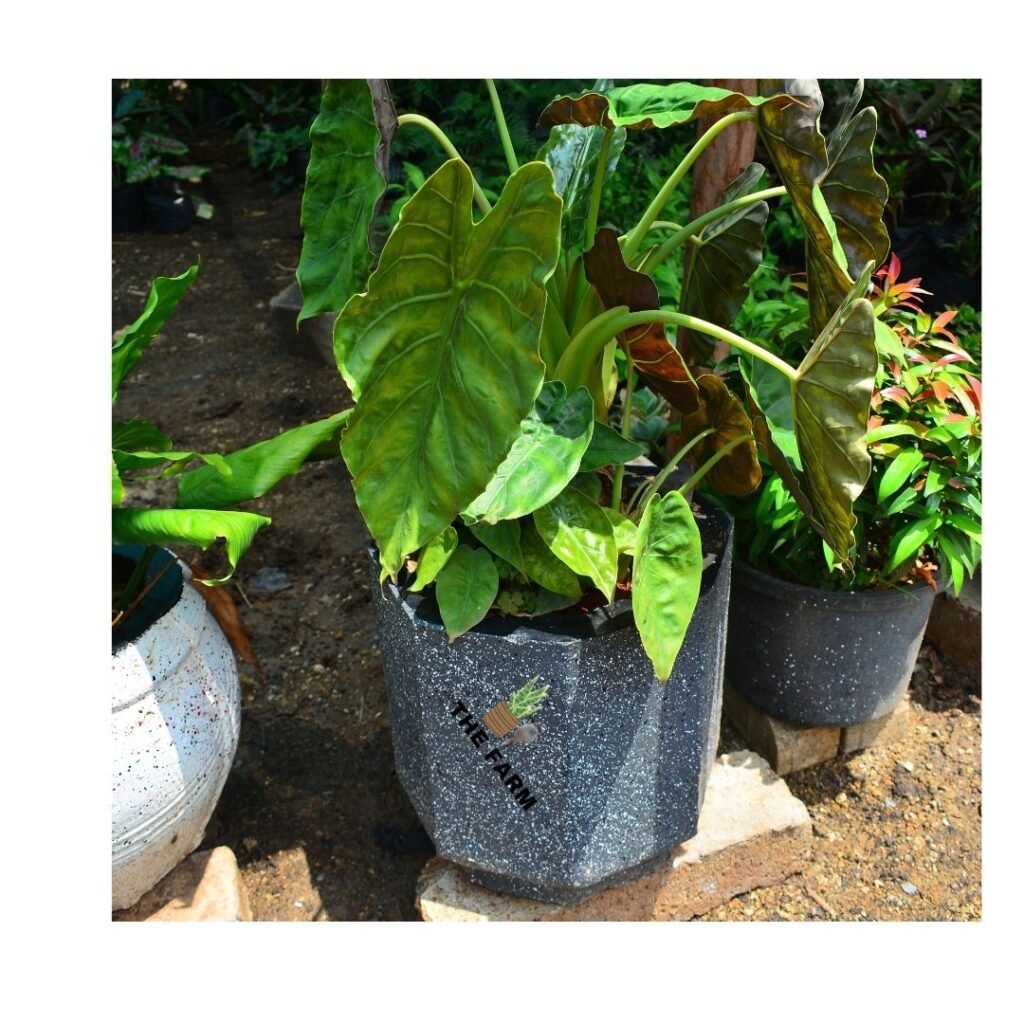 Alocasia Wentii in a concrete pot