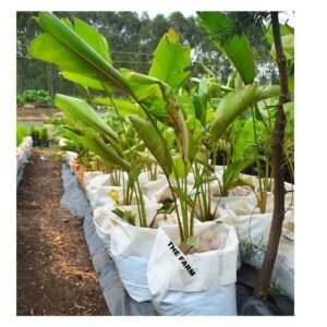 Canna Discolor plant seedling