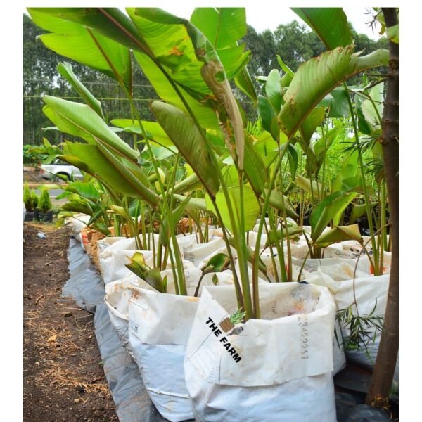 Canna Discolor plant seedling