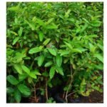 guava plant seedling