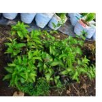 Passion Plant Seedling