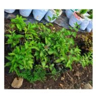 Passion Plant Seedling - Image 2