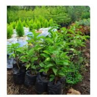 Passion Plant Seedling - Image 3