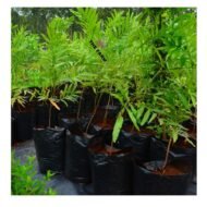 Sapindus Rarak Plant Seedlings - Image 4