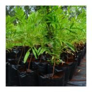 Sapindus Rarak Plant Seedlings - Image 3