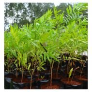 Sapindus Rarak Plant Seedlings - Image 2