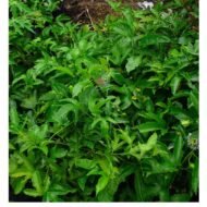 Passion Plant Seedling - Image 5