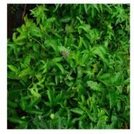 Passion Plant Seedling - Image 4