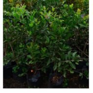 Strawberry Guava seedling