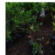 Strawberry Guava seedling