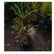 Croton Seedlings - Image 2