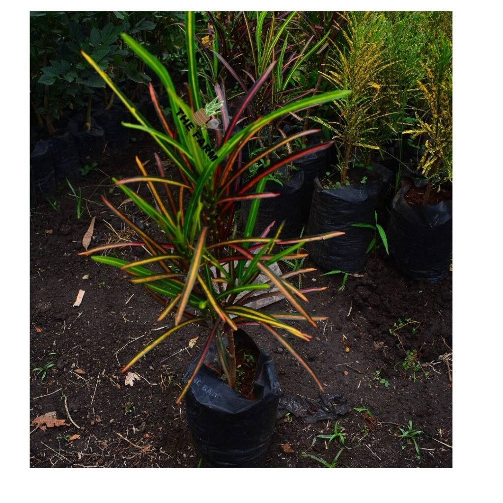 Croton seedlings