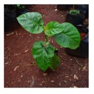 Cyphomandra Plant Seedling - Image 2