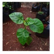 Cyphomandra Plant Seedling - Image 3