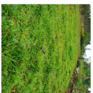 Buffalo Grass - Image 3