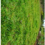 Buffalo Grass - Image 2