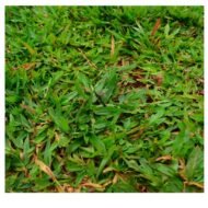 Buffalo Grass - Image 4