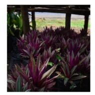 Moses-in-the-Cradle Plant Seedling - Image 3