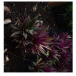 Moses-in-the-Cradle Plant Seedling