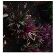 Moses-in-the-Cradle Plant Seedling