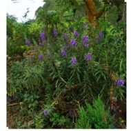 Lavandula x allardii Seedlings - Image 3