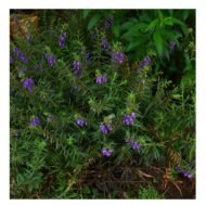 Lavandula x allardii Seedlings - Image 2